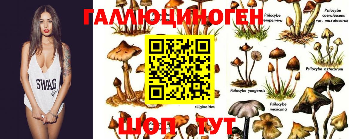 Псилоцибиновые грибы Cubensis Курчалой